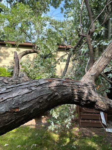 Minnesota Tree Experts