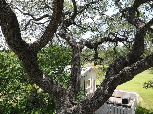 San Antonio Tree Surgeons