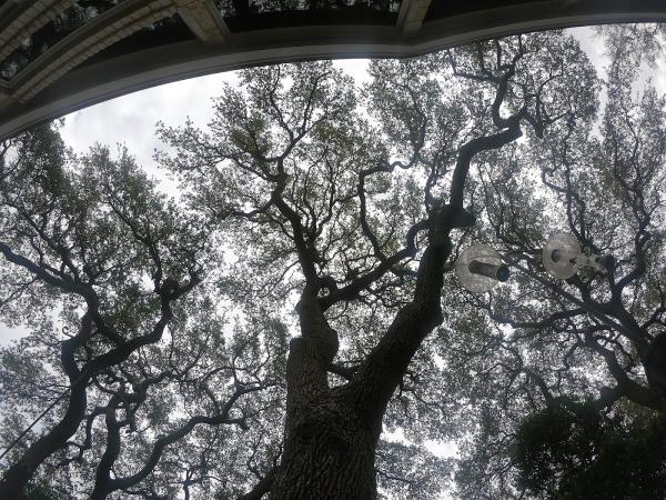 San Antonio Tree Surgeons