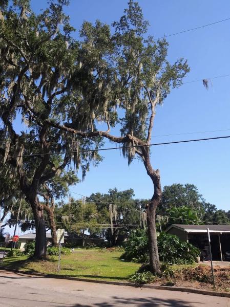 Professional Tree Service LLC
