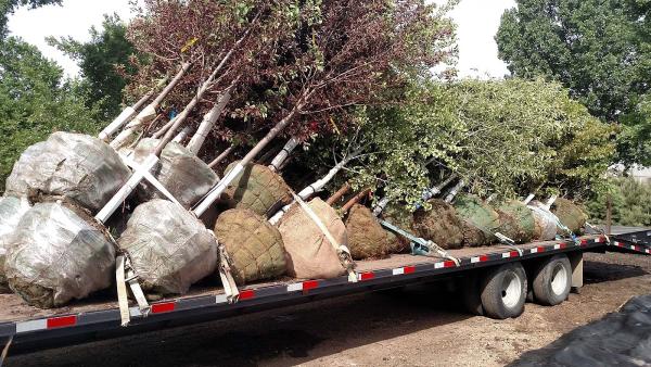 Down For Whatever Landscape Solutions