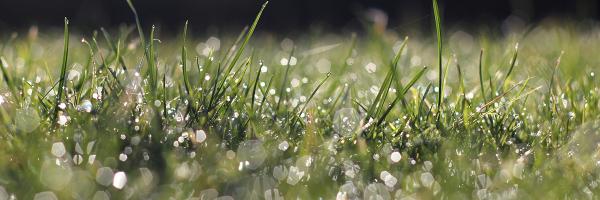 Jeff Williams Lawn Service Inc