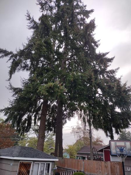 Arborcare Tree Pros
