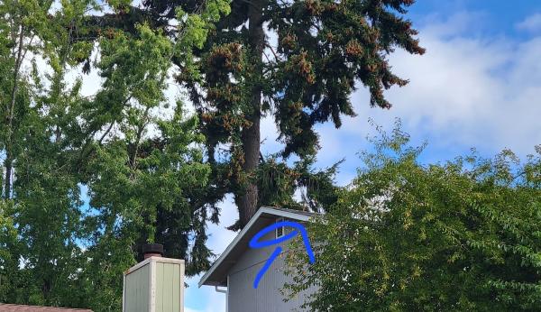 Arborcare Tree Pros