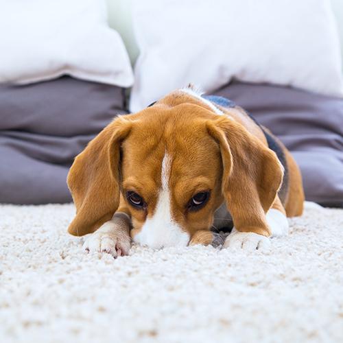 All State Carpet & Tile Care