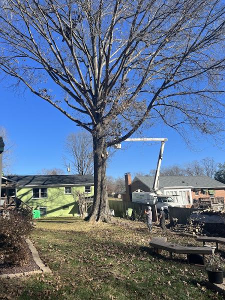 Tree Junky Tree Services