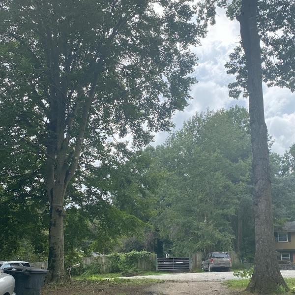 Tree Junky Tree Services