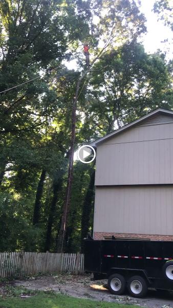 Seamster Tree & Stumpdoctor Stump Grinding