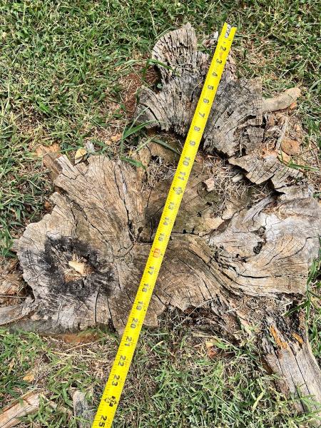 Seamster Tree & Stumpdoctor Stump Grinding