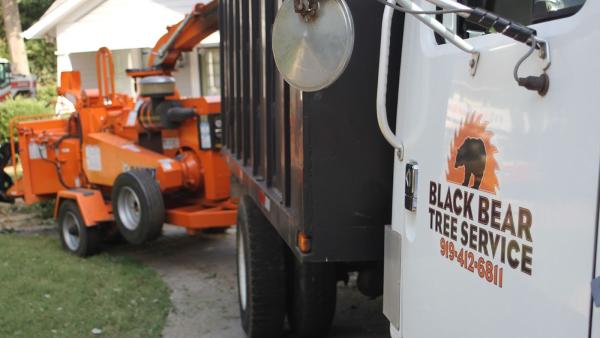 Black Bear Tree Service