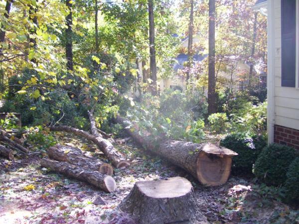 Black Bear Tree Service