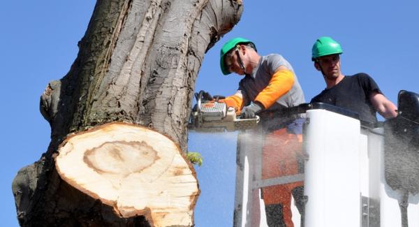 Tree Doctors