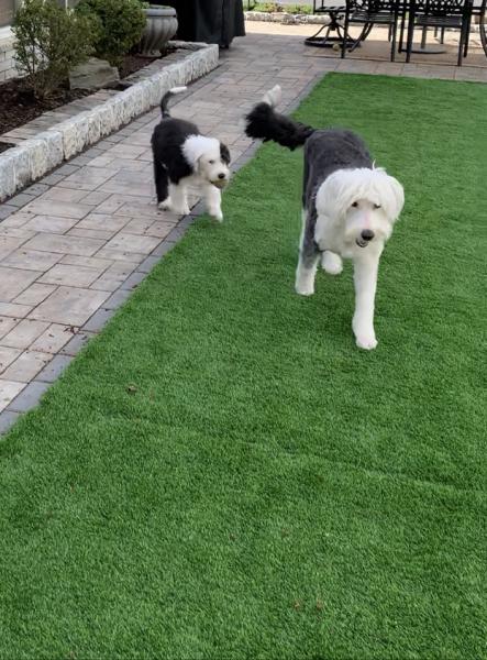 P & P Landscaping Inc.
