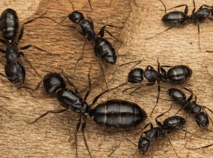 All Pest Control Inc