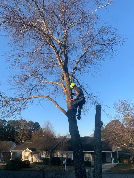 SP Tree Removal