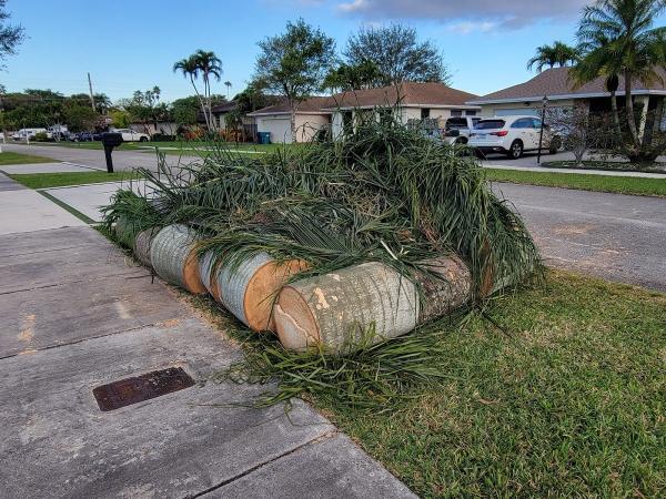 Suncity Stump Removal