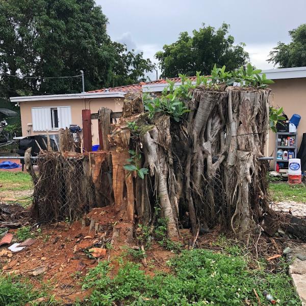 Suncity Stump Removal