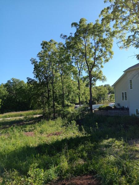 Great Impression Tree Services Llc
