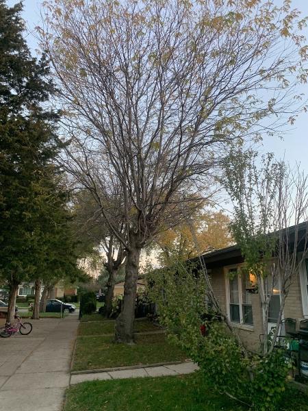 Great Impression Tree Services Llc