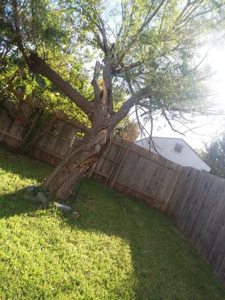 Adam's Lawn Service Austin