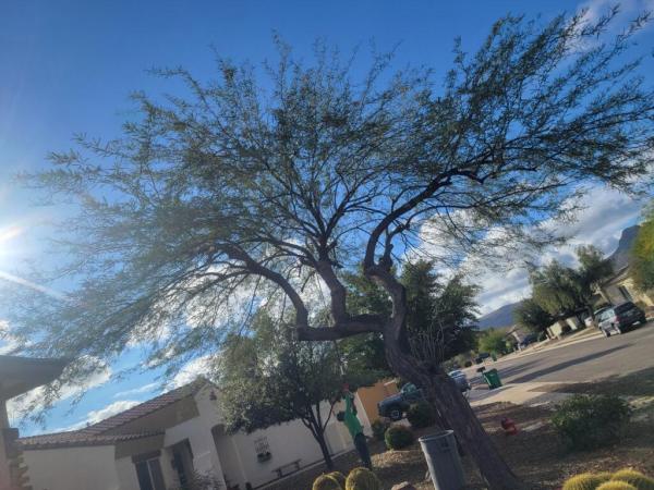 Finest Tree Service