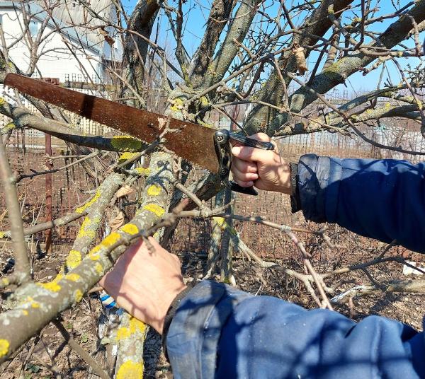 Stockton Tree Experts