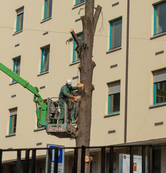 Stockton Tree Experts