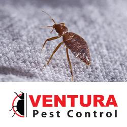 Ventura Pest Control