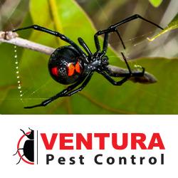 Ventura Pest Control