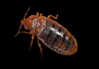 Guardian Termite & Pest Control