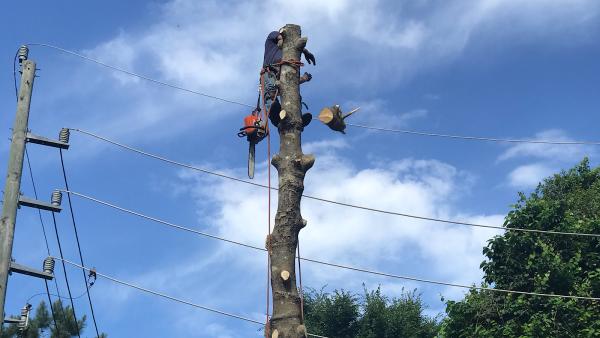 Old Tree Service