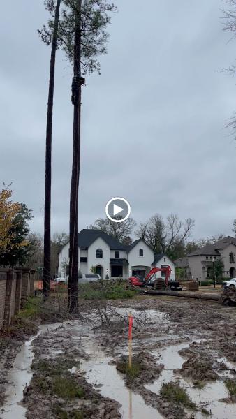 Old Tree Service