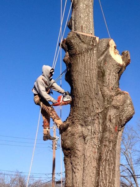 David's Tree Service