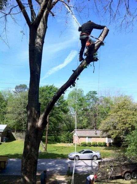 David's Tree Service