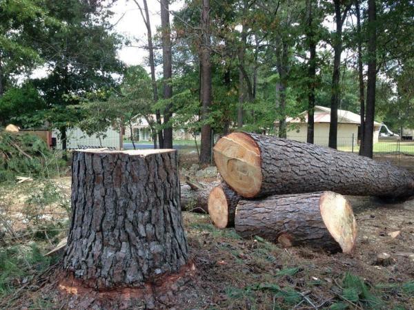 David's Tree Service