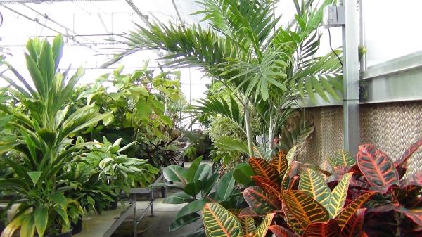 Winandy Greenhouse Co Inc