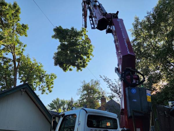 Timmy's Tree Service