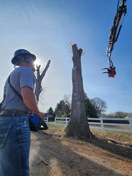 Timmy's Tree Service