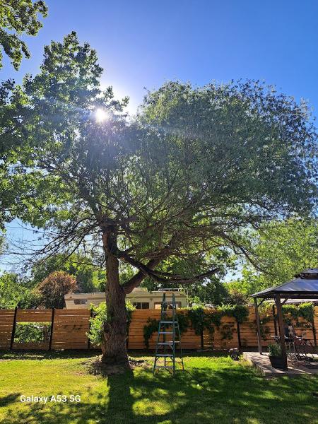 Timmy's Tree Service