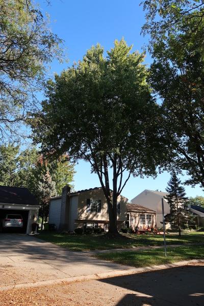 Halo Tree Service