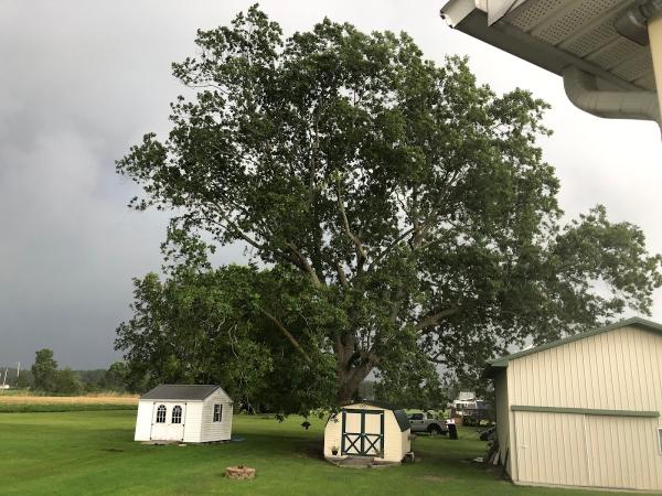 Adam's Tree Care Inc.