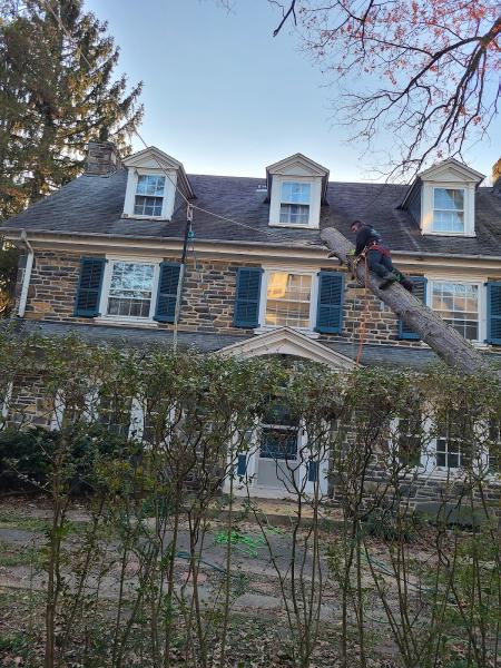 JP Tree Service