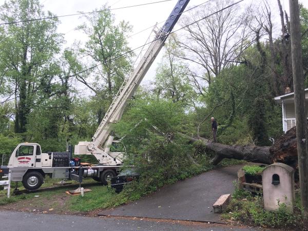 Ricky's Tree Services