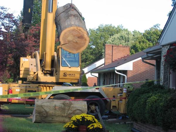 Mark's Tree & Stump Removal