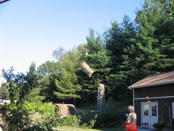 Mark's Tree & Stump Removal