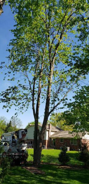 1st Tree Service