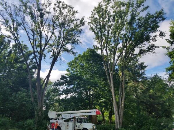 1st Tree Service
