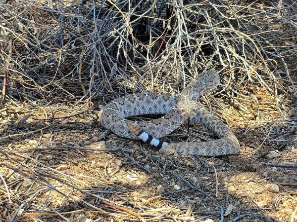 Rattlesnake Solutions