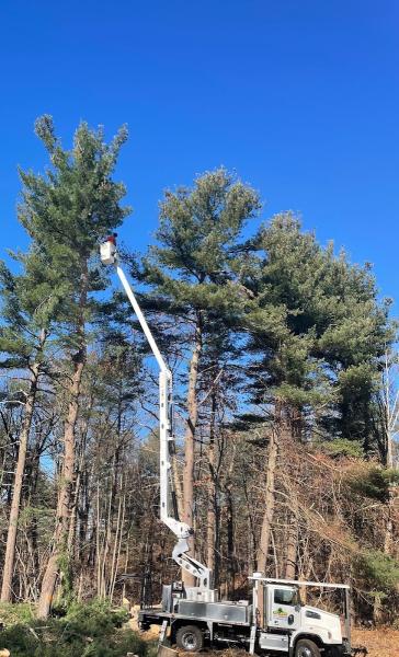 All-Pro Tree Service