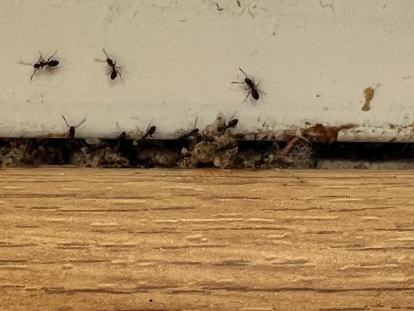 Atlantic Pest Control Inc